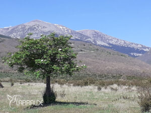 Parque Natural del Moncayo